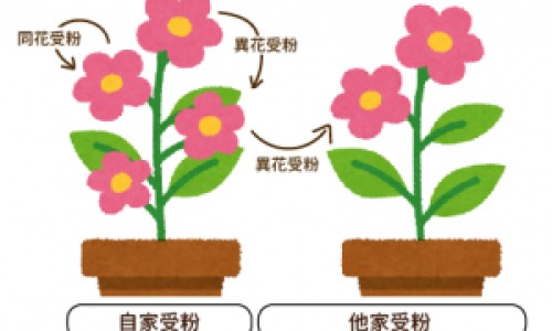 赤霞珠与山葡萄区别-赤霞珠和山葡萄区别-专业赤霞珠葡萄好吃吗平台-赤霞珠与其他葡萄品种的区别