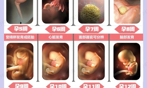 赤霞珠和山葡萄区别-专业赤霞珠葡萄好吃吗平台-赤霞珠与其他葡萄品种的区别